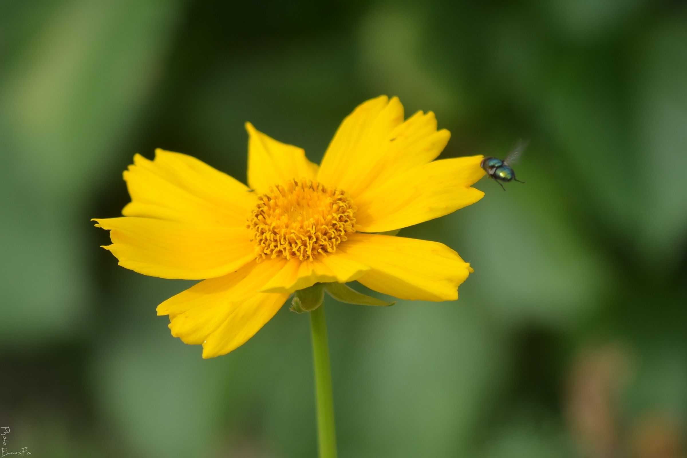 Wallpapers Nature Flowers Dans le jardin