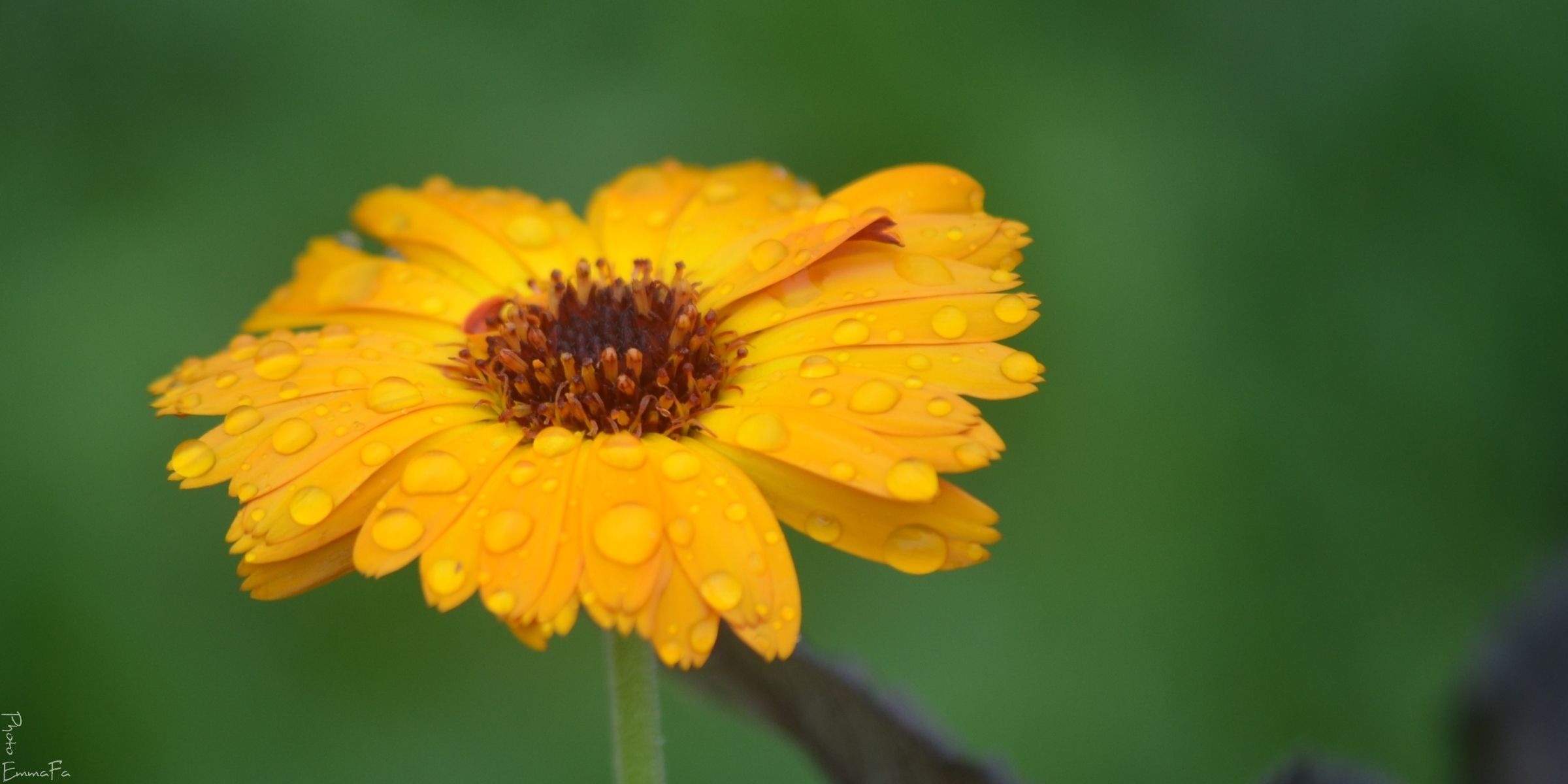 Wallpapers Nature Flowers Dans le jardin