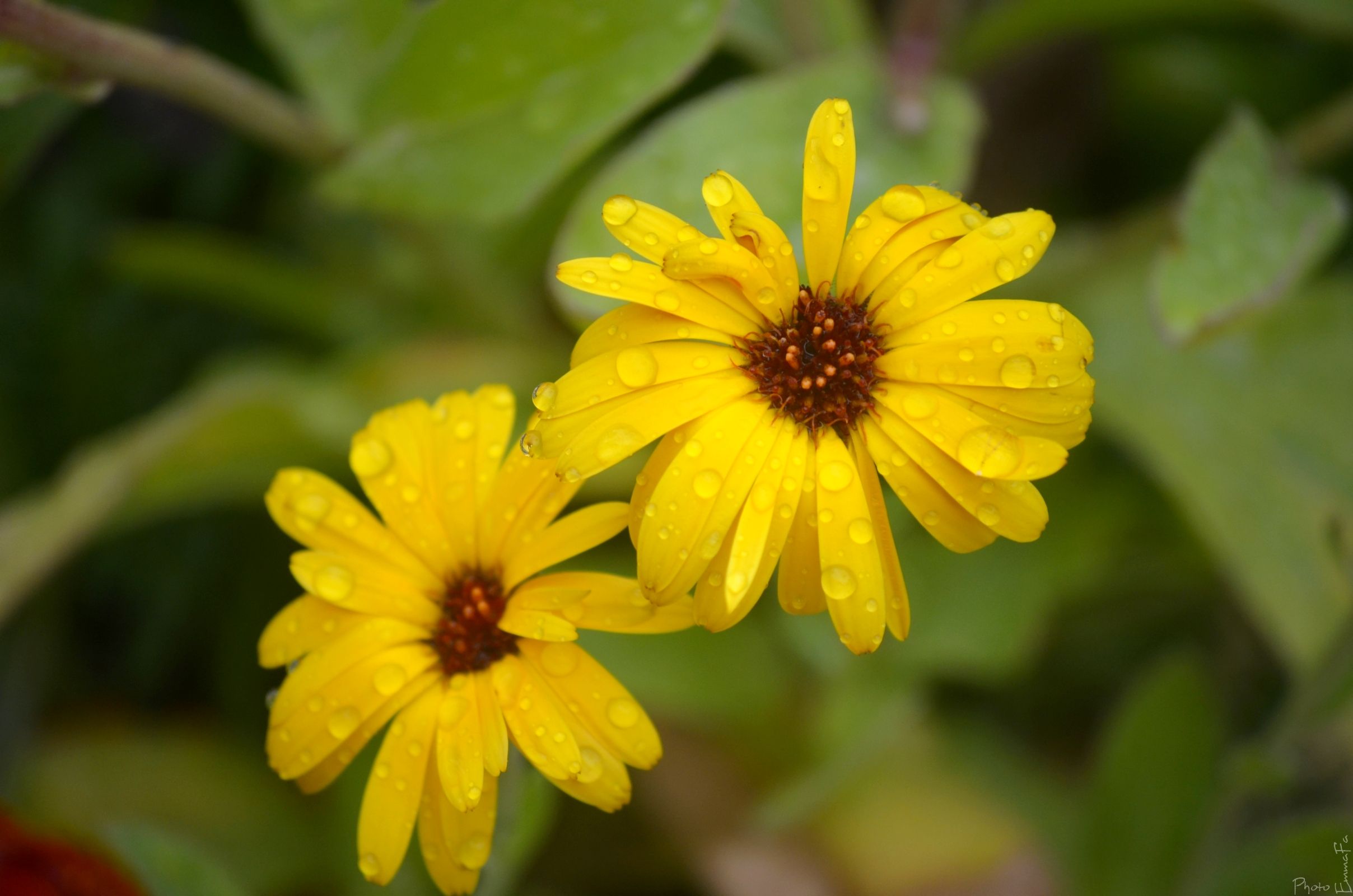 Wallpapers Nature Flowers Dans le jardin