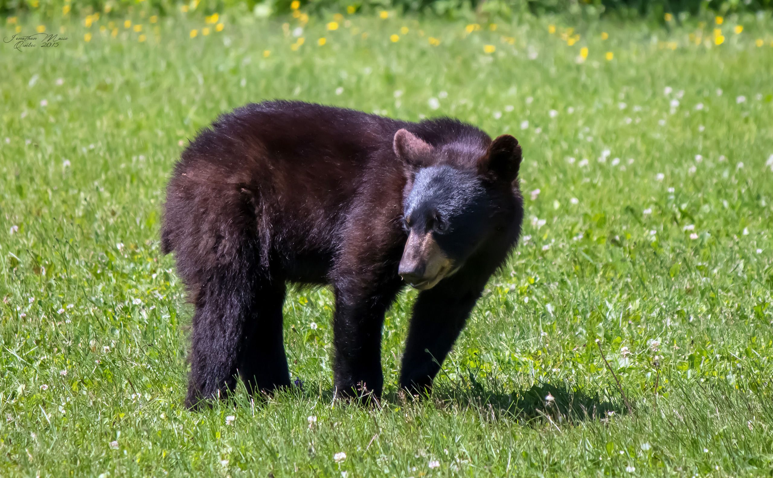 Wallpapers Animals Bears Ours noir