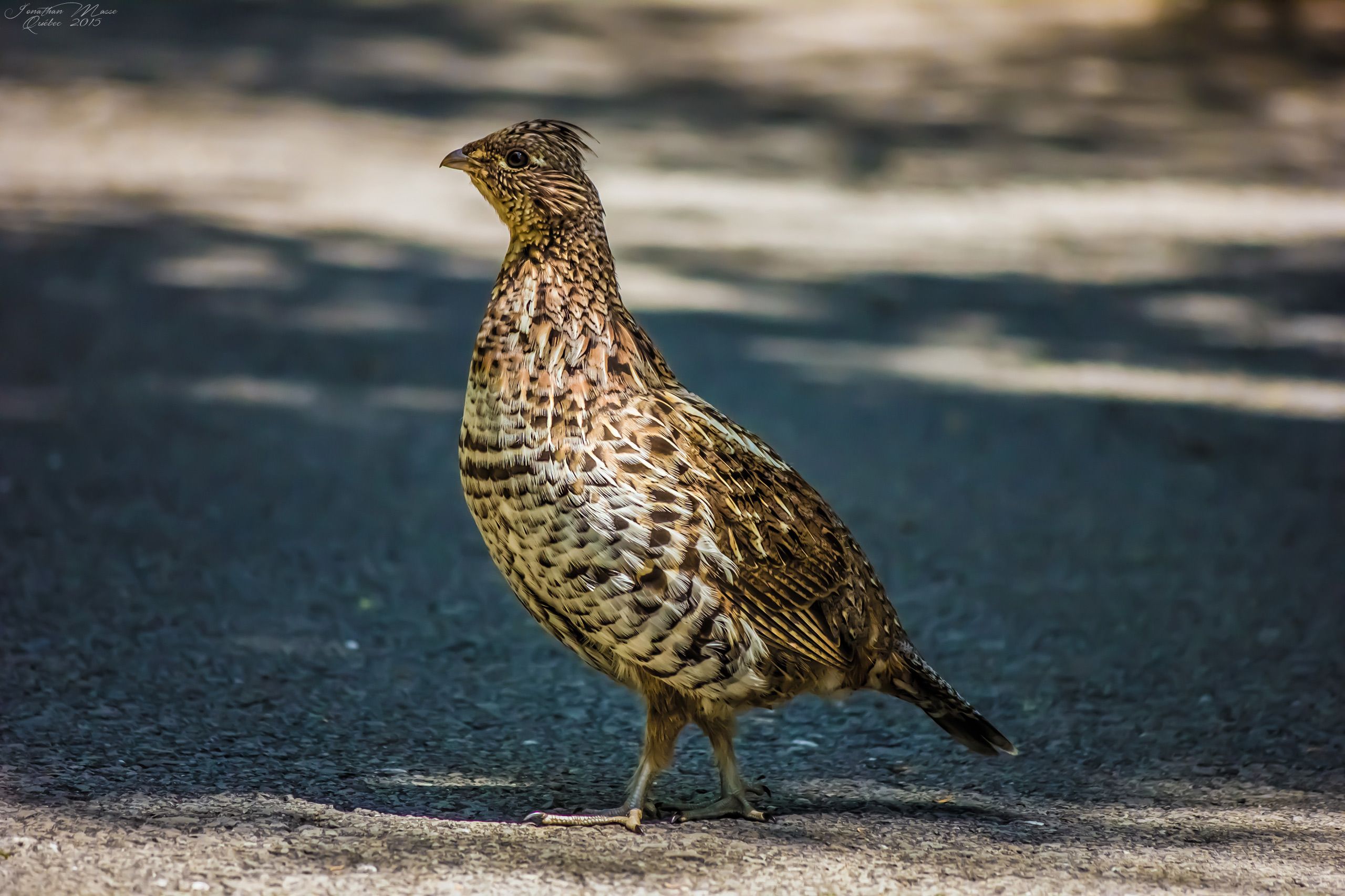 Fonds d'cran Animaux Oiseaux - Glinottes Gélinotte huppée