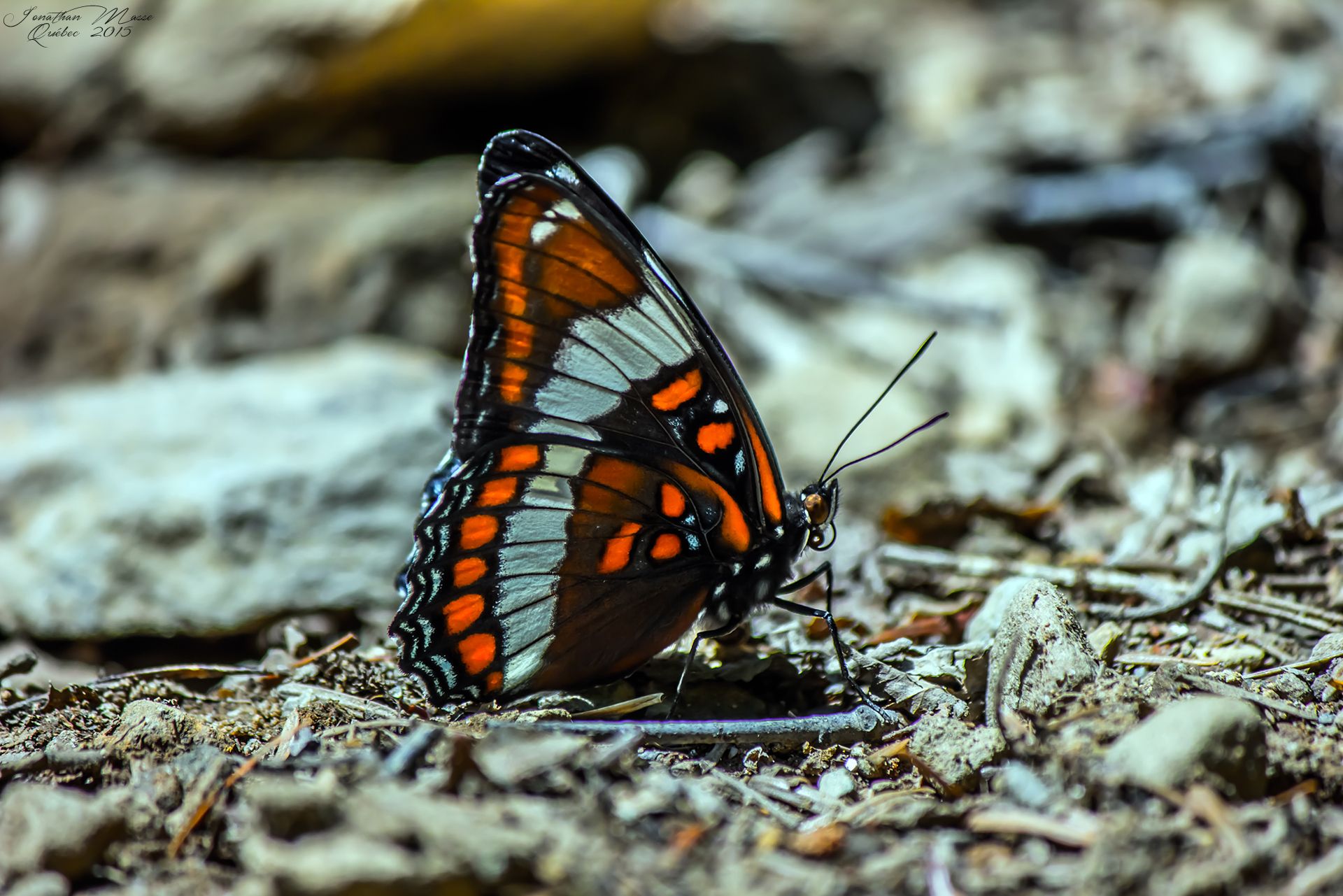 Wallpapers Animals Insects - Butterflies Papillon au parc national Forillon (Québec)