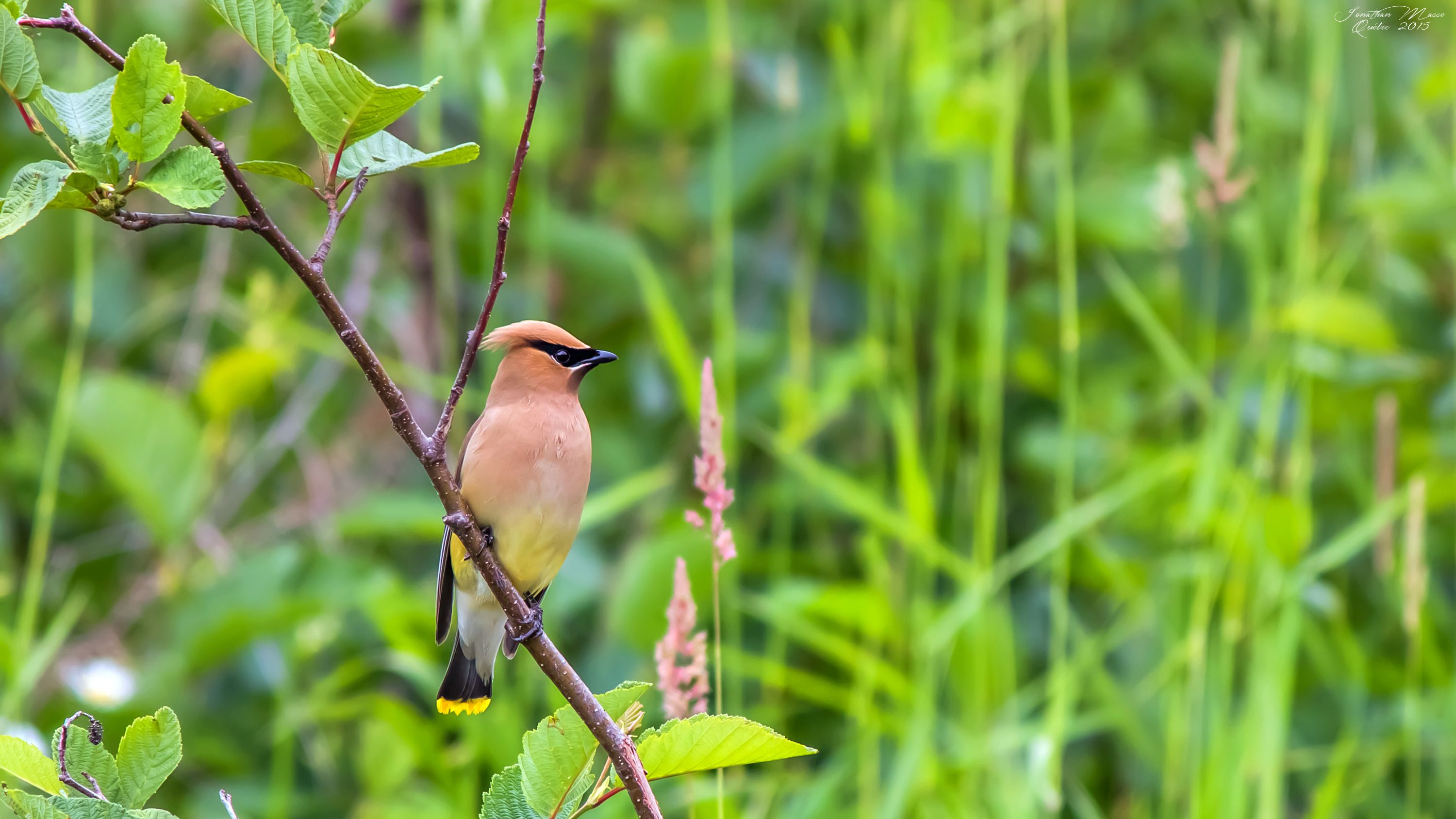 Wallpapers Animals Birds - Waxwings Jaseur Boréal