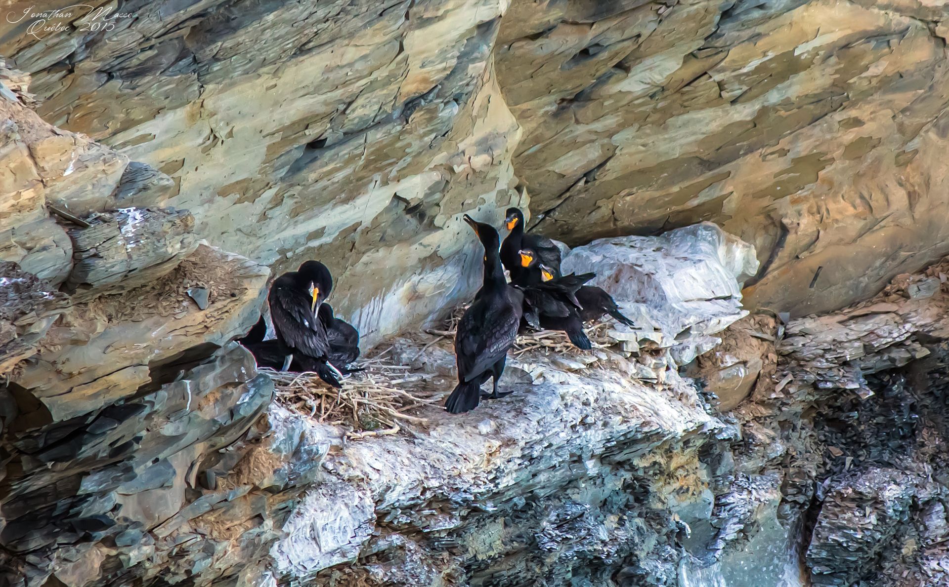 Wallpapers Animals Birds - Cormorants Cormorans