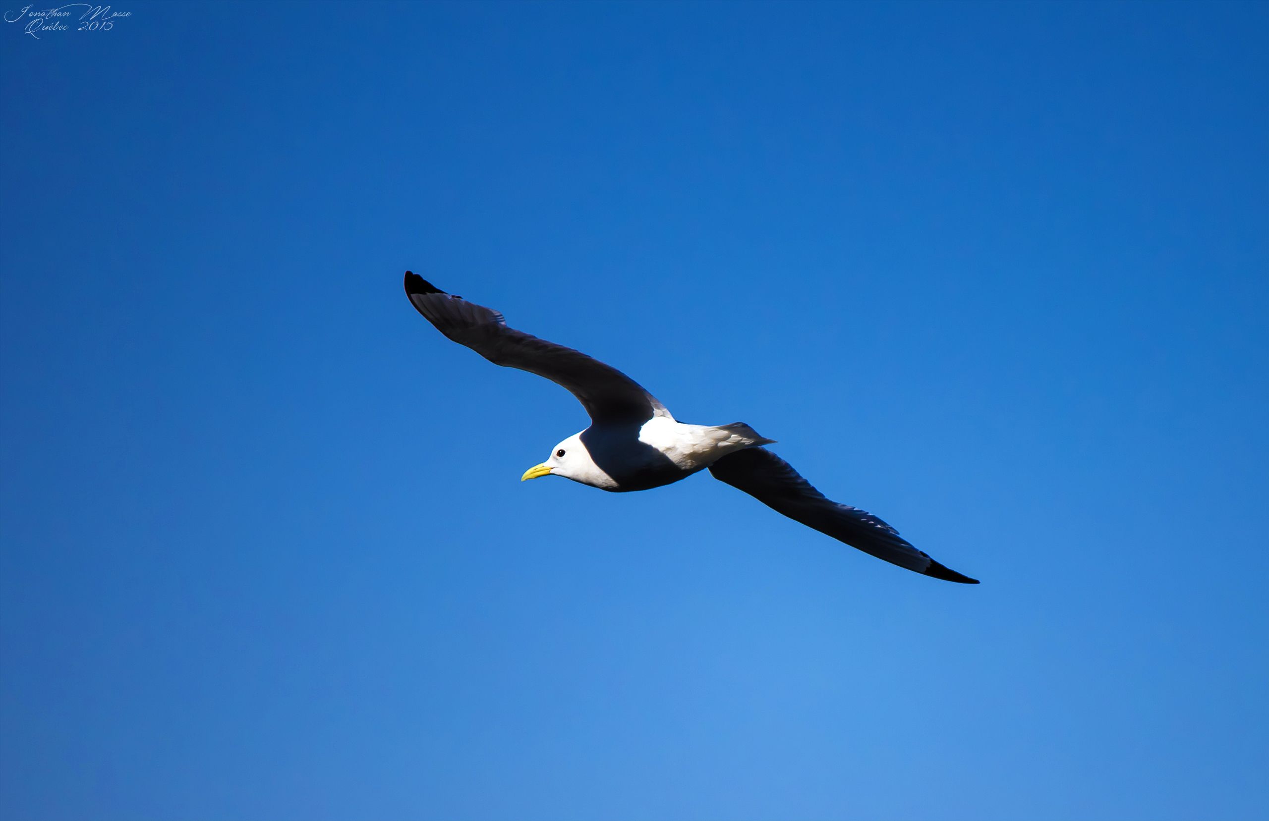 Fonds d'cran Animaux Oiseaux - Mouettes et Golands Goéland