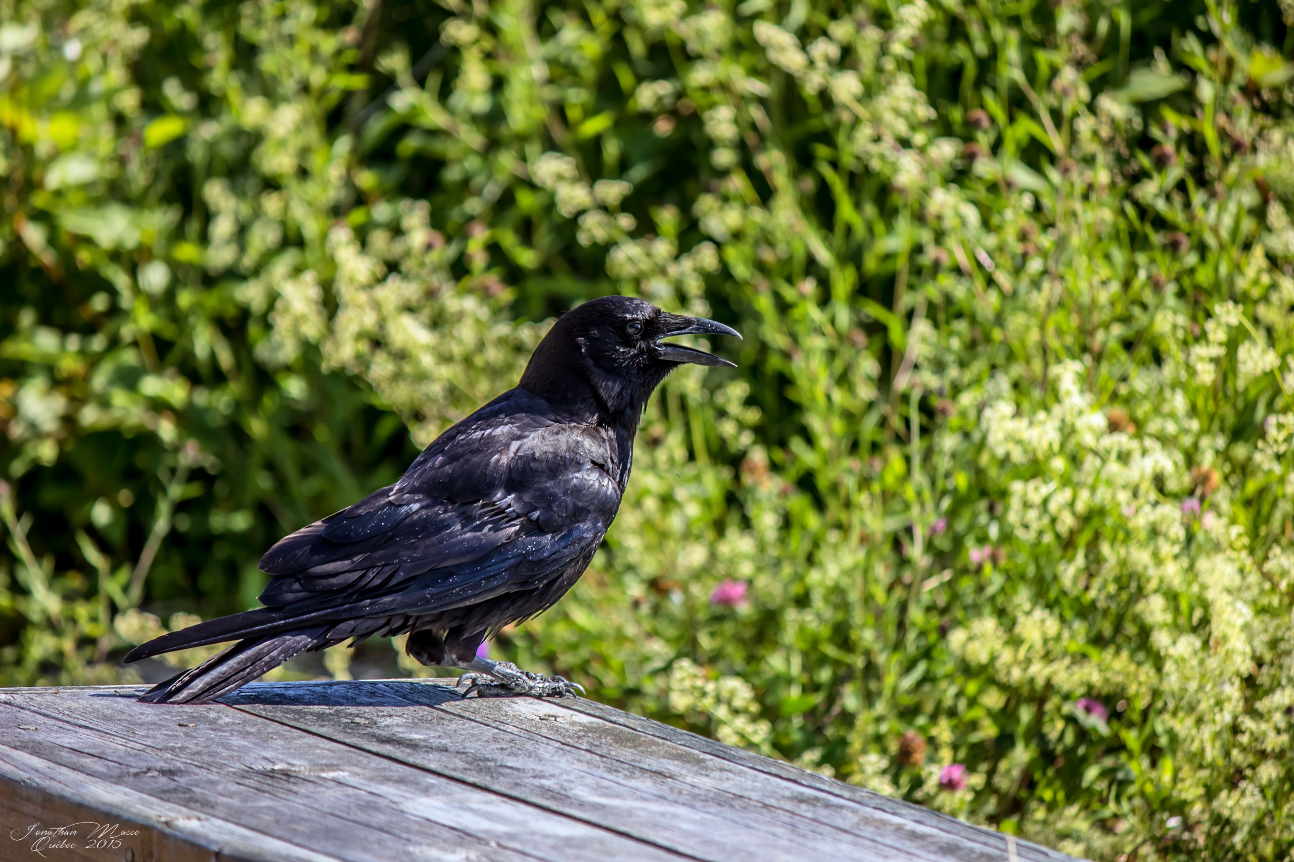 Fonds d'cran Animaux Oiseaux - Corbeaux Corbeau