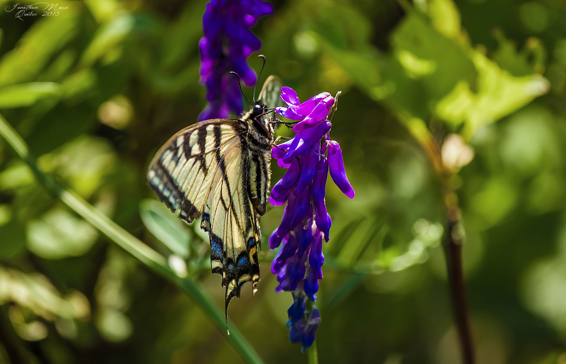 Fonds d'cran Animaux Insectes - Papillons 