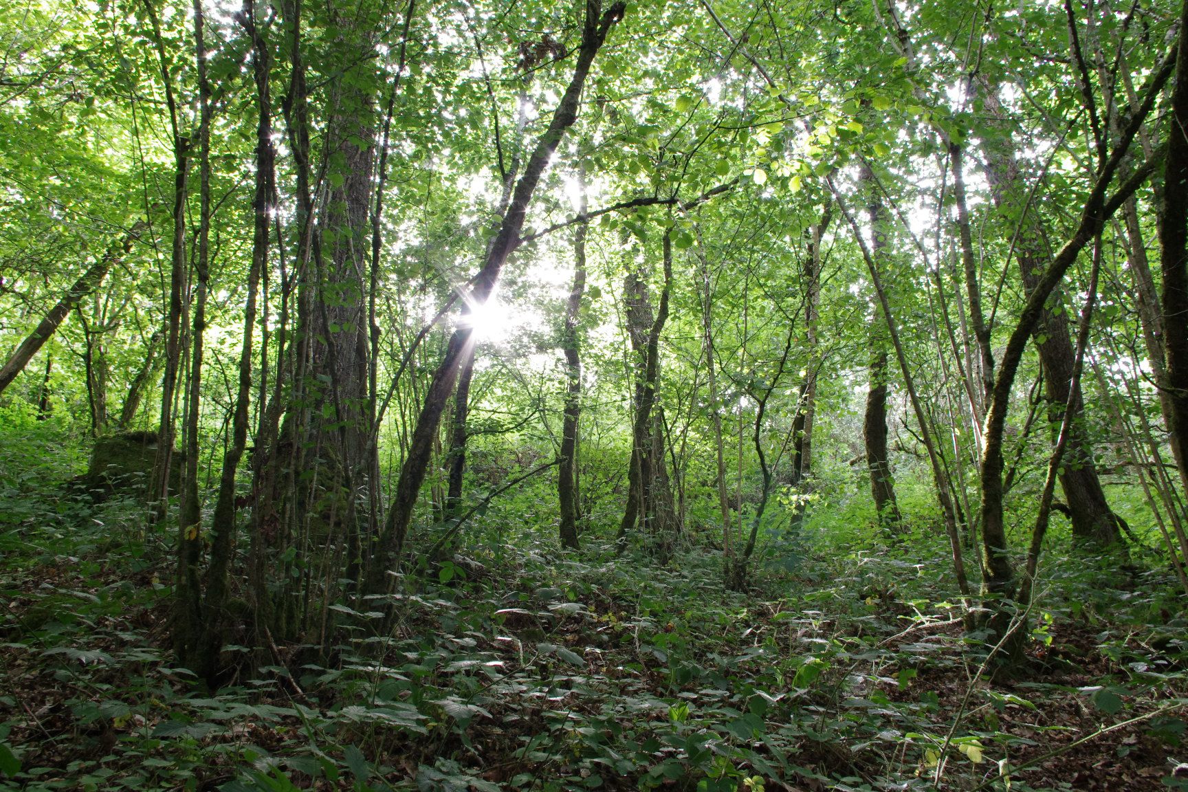 Fonds d'cran Nature Arbres - Forts lumière du soleil traversant les bois