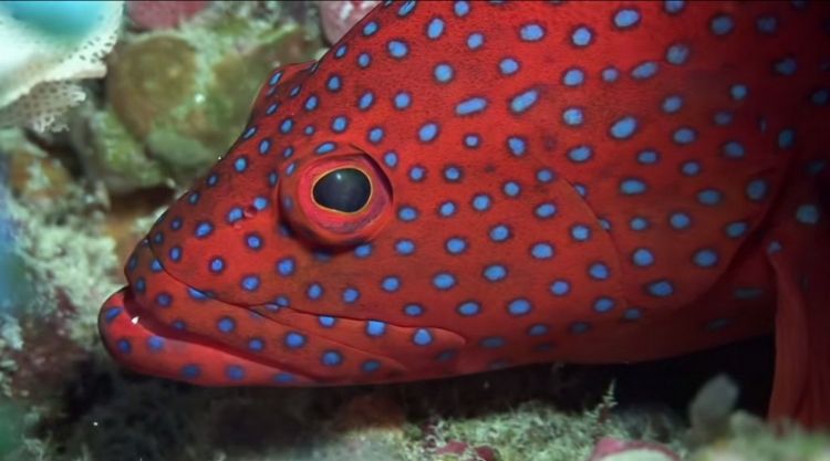 Fonds d'cran Animaux Vie marine - Poissons message de fraicheur