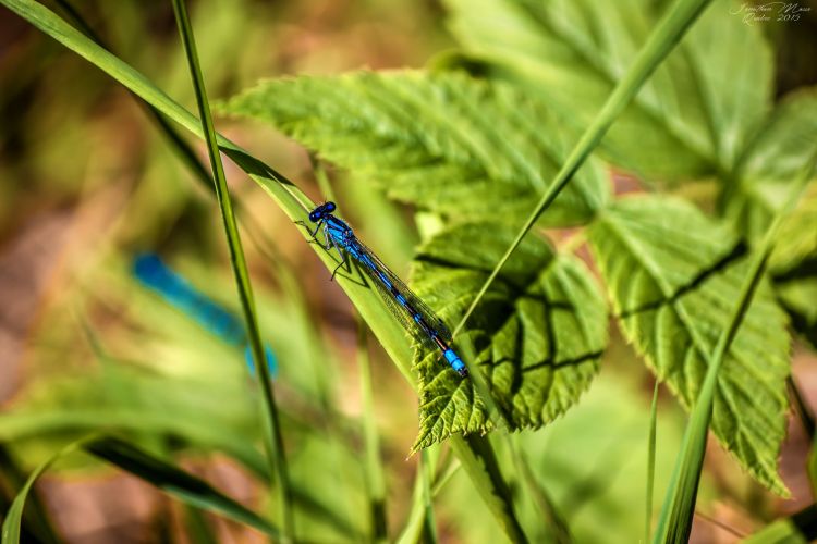 Fonds d'cran Animaux Insectes - Libellules Libellule bleue