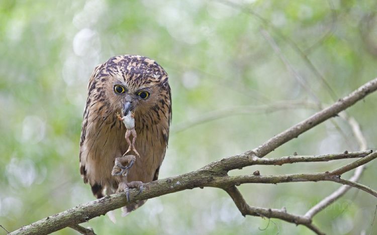 Fonds d'cran Animaux Oiseaux - Hiboux et Chouettes Wallpaper N412201