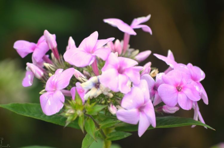 Wallpapers Nature Flowers Dans le jardin