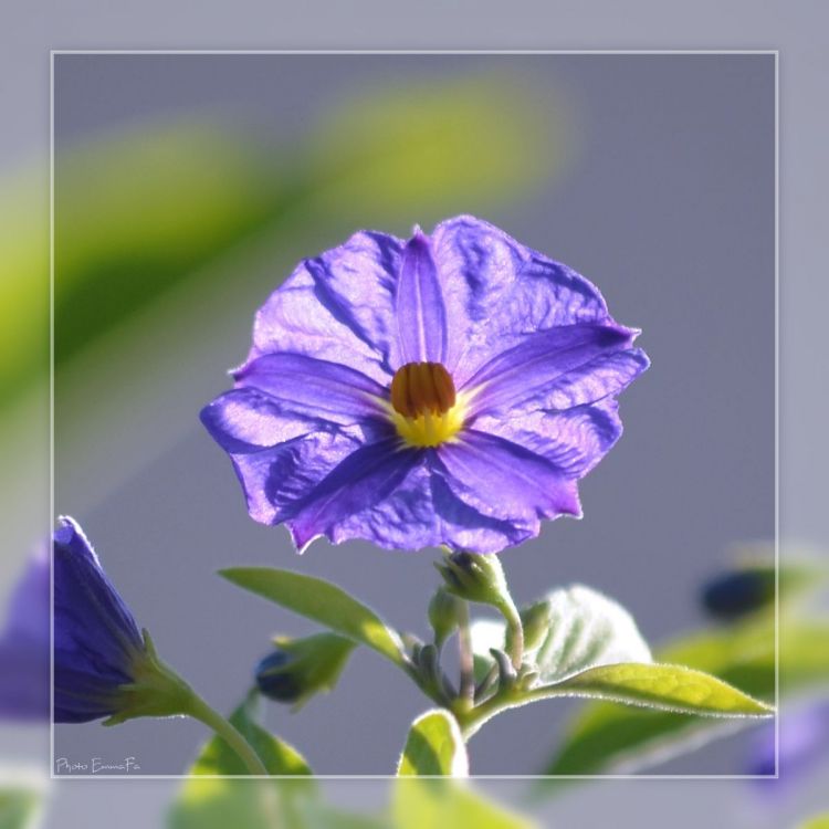 Wallpapers Nature Flowers Dans le jardin