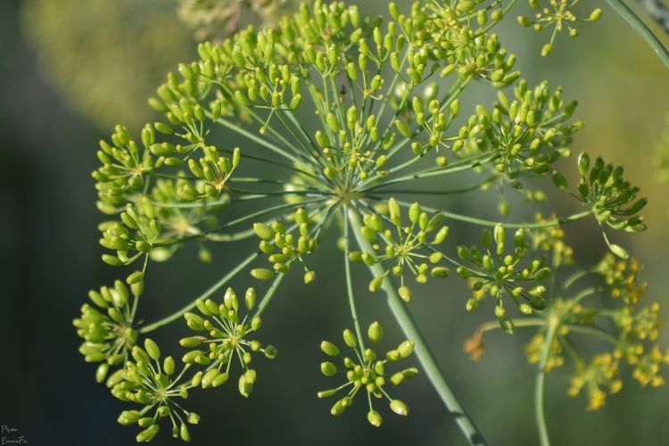 Wallpapers Nature Flowers Dans le jardin