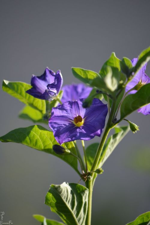 Wallpapers Nature Flowers Dans le jardin