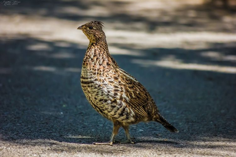 Fonds d'cran Animaux Oiseaux - Glinottes Gélinotte huppée