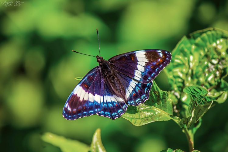 Fonds d'cran Animaux Insectes - Papillons Papillon au parc national Forillon (Québec)