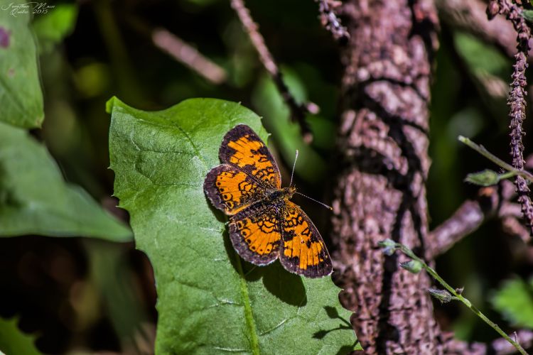 Fonds d'cran Animaux Insectes - Papillons Papillon au parc national Forillon (Québec)