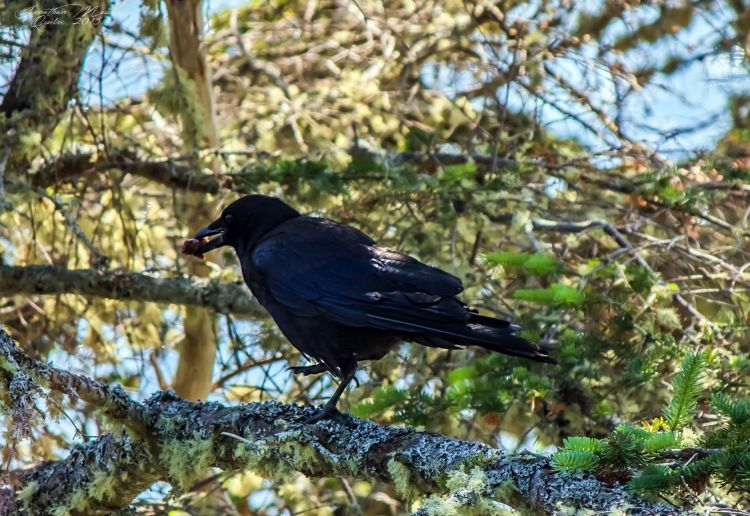 Fonds d'cran Animaux Oiseaux - Corbeaux Corbeau