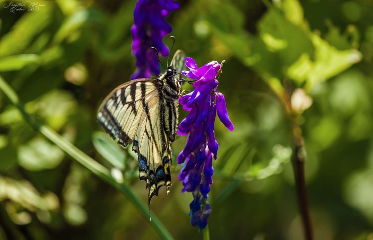 Fonds d'cran Animaux Insectes - Papillons Wallpaper N412394