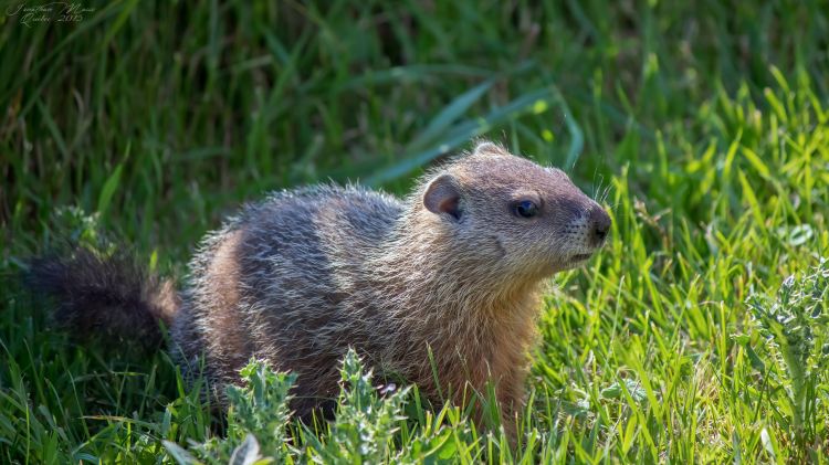 Fonds d'cran Animaux Rongeurs - Marmottes Marmotte