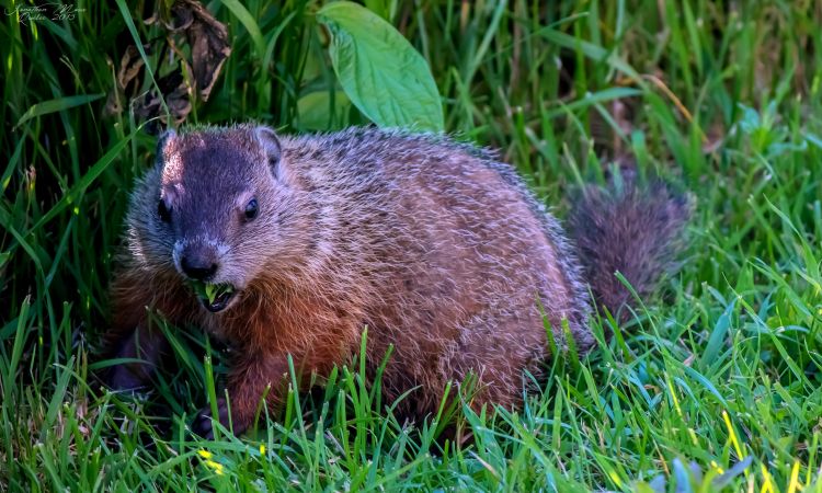 Fonds d'cran Animaux Rongeurs - Marmottes Marmotte