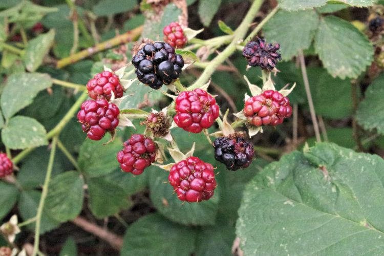 Fonds d'cran Nature Fruits Mûres