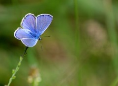  Animaux Azuré bleu