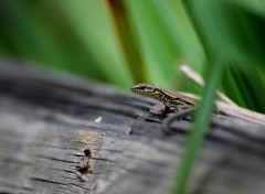  Animaux Image sans titre N412275