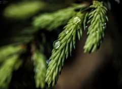  Nature Macro de gouttes