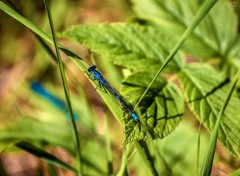  Animaux Libellule bleue