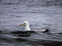  Animaux Mouette