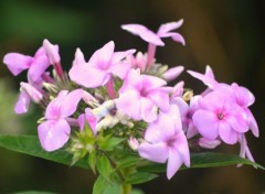  Nature Dans le jardin