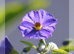  Nature Dans le jardin