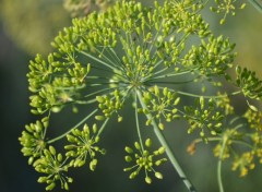  Nature Dans le jardin