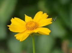  Nature Dans le jardin