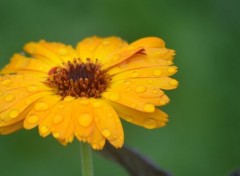  Nature Dans le jardin