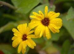  Nature Dans le jardin