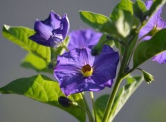  Nature Dans le jardin