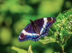  Animaux Papillon au parc national Forillon (Québec)