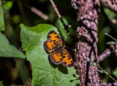  Animaux Papillon au parc national Forillon (Québec)