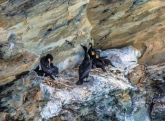  Animals Cormorans