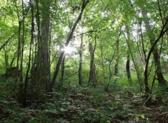  Nature lumière du soleil traversant les bois