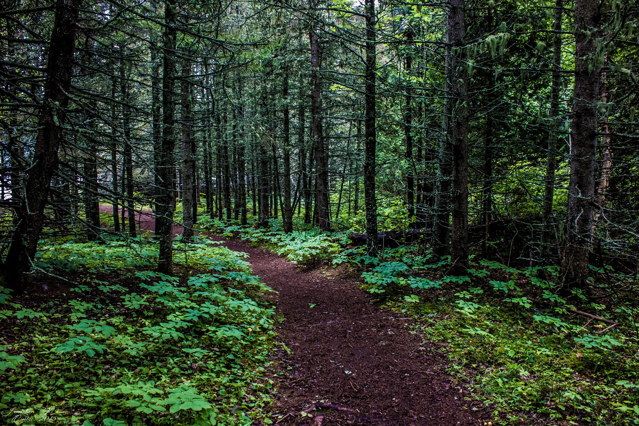 Fonds d'cran Nature Arbres - Forts Parc National du Bic (Québec)