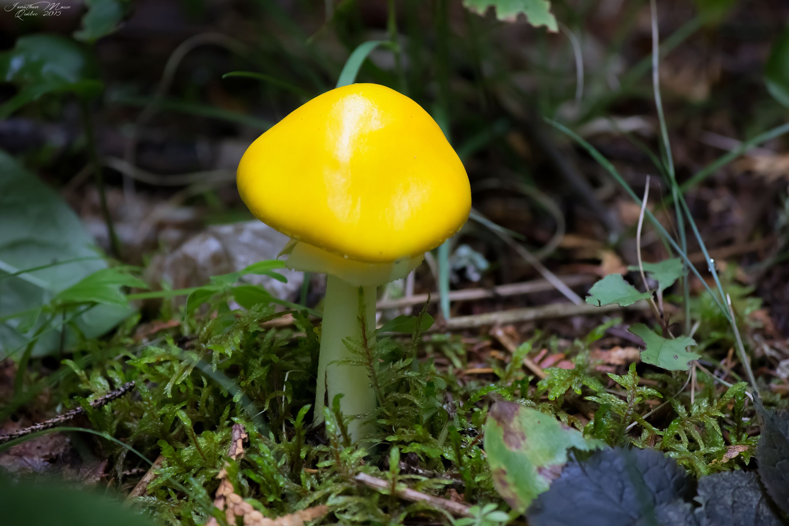 Fonds d'cran Nature Champignons Champignon jaune