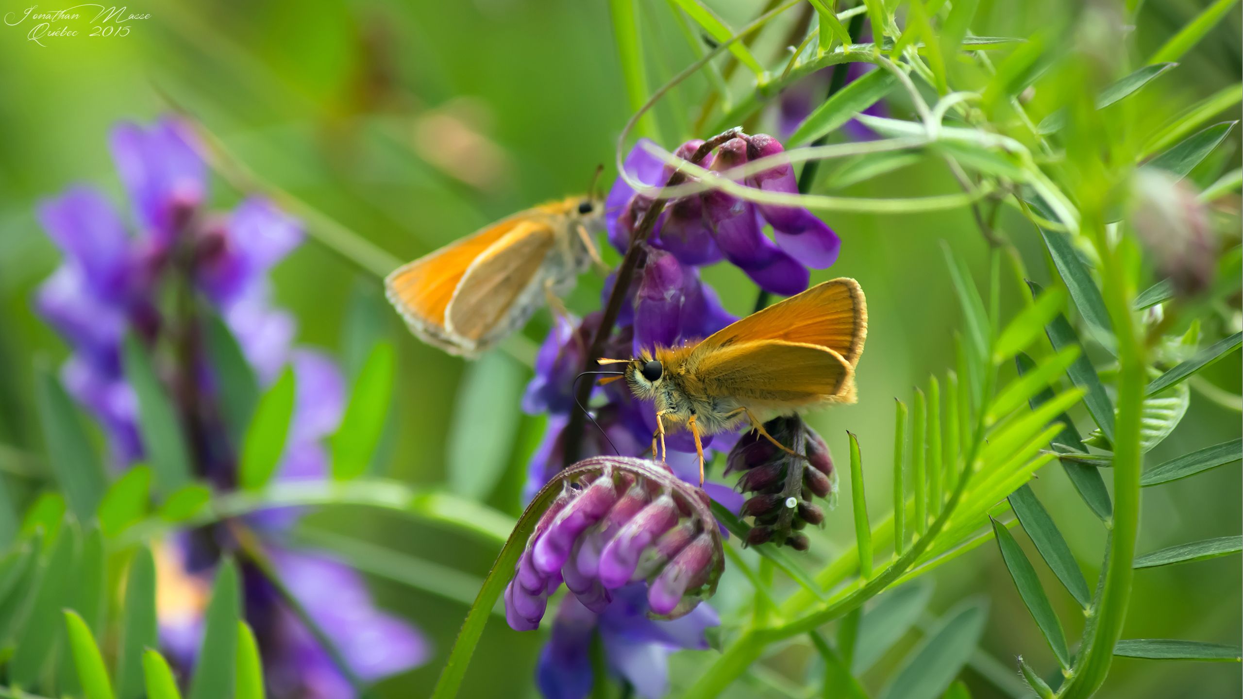 Wallpapers Animals Insects - Butterflies 