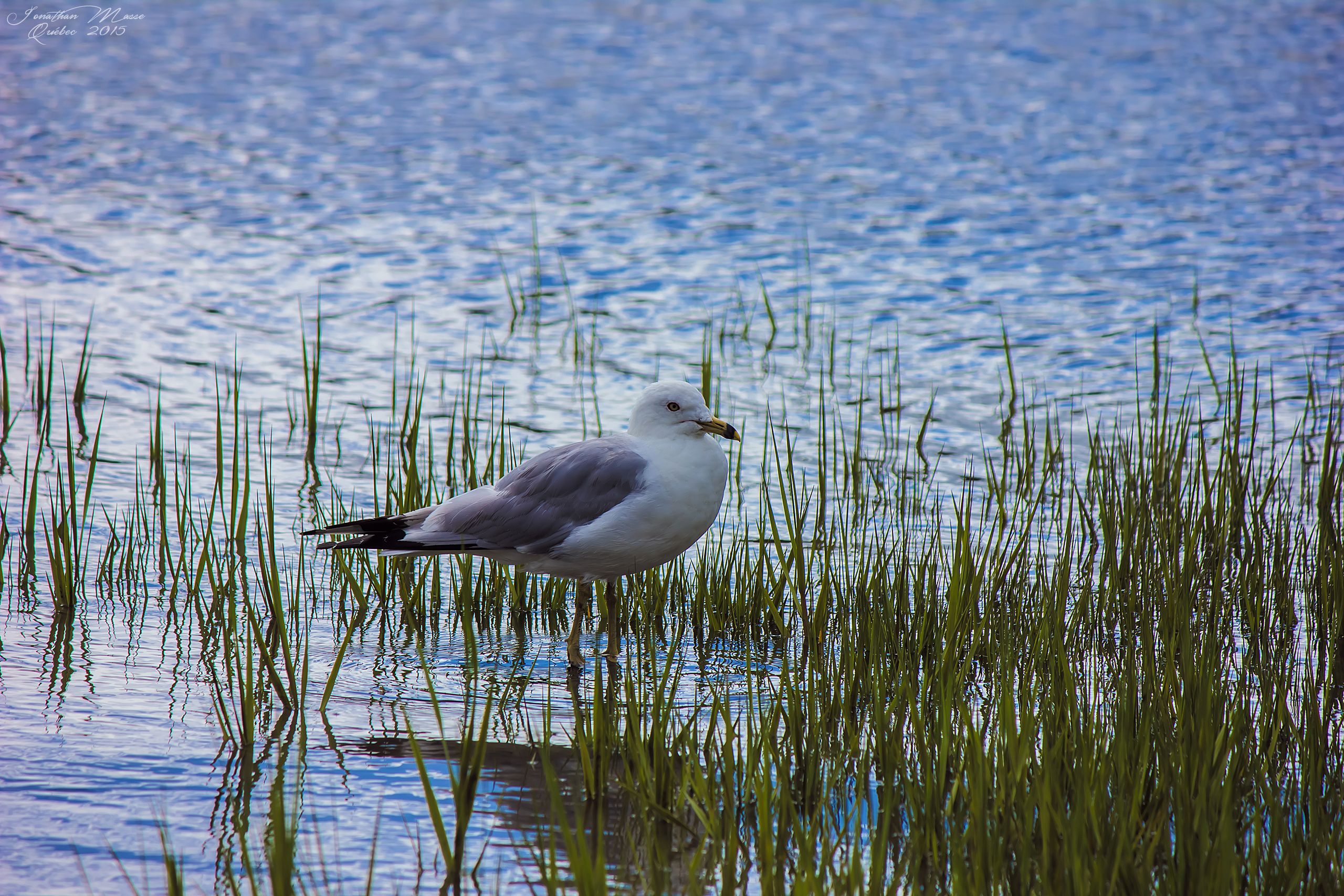 Fonds d'cran Animaux Oiseaux - Mouettes et Golands Mouette