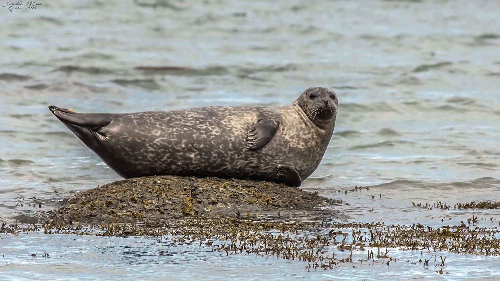 Wallpapers Animals Sealife - Seals Phoques commun