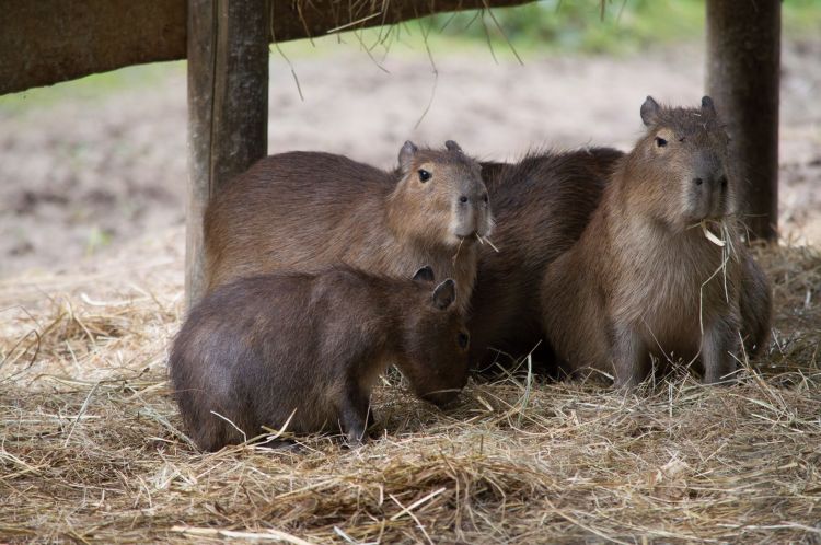 Fonds d'cran Animaux Rongeurs - Divers Wallpaper N412410