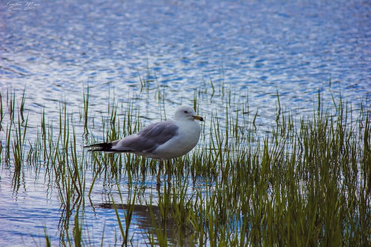 Fonds d'cran Animaux Oiseaux - Mouettes et Golands Mouette